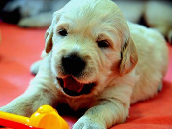 golden retriever szczeniaki hodowla emerald garden