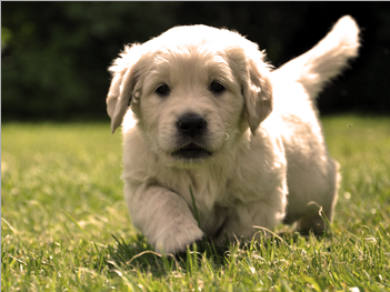 hodowla emerald garden golden retriever