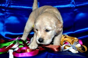 Emerald Garden Golden Retriever