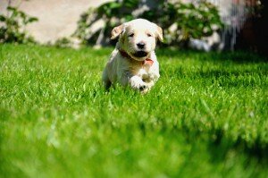 golden retriever emerald garden 569