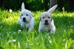 golden retriever emerald garden 705